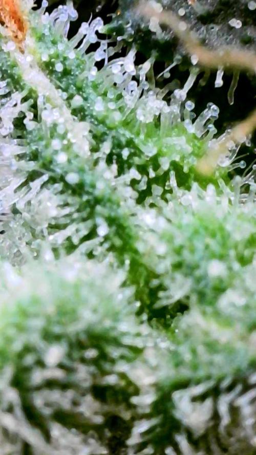 Black Cherry Punch auto -Pyramid Seeds. Week 8