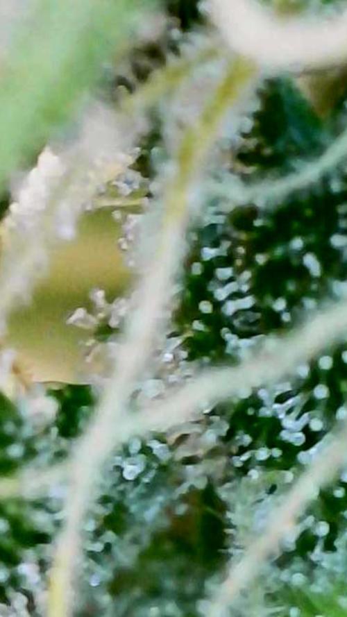 Black Cherry Punch auto -Pyramid Seeds. Week 8