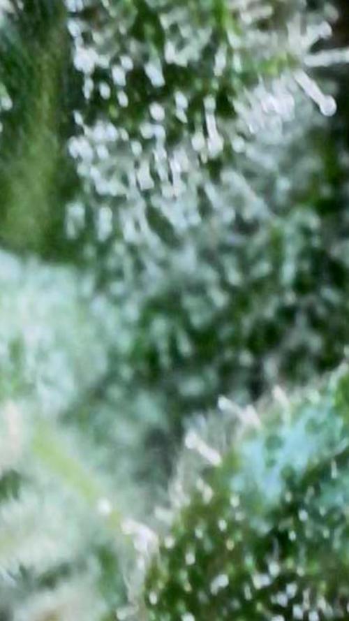 Black Cherry Punch auto -Pyramid Seeds. Week 8