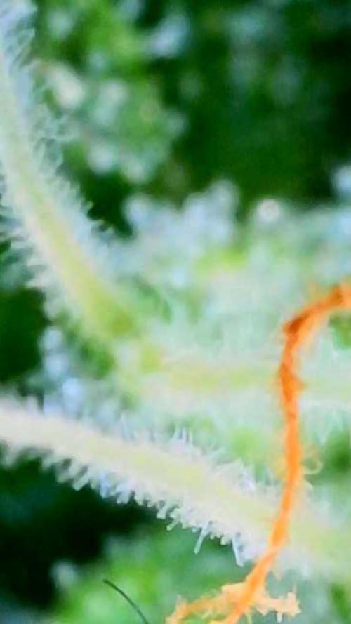 Black Cherry Punch auto -Pyramid Seeds. Week 8