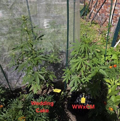 White Widow X Crystal Meth Outside 2026. Week 5