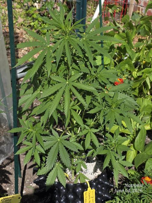 White Widow X Crystal Meth Outside 2026. Week 5