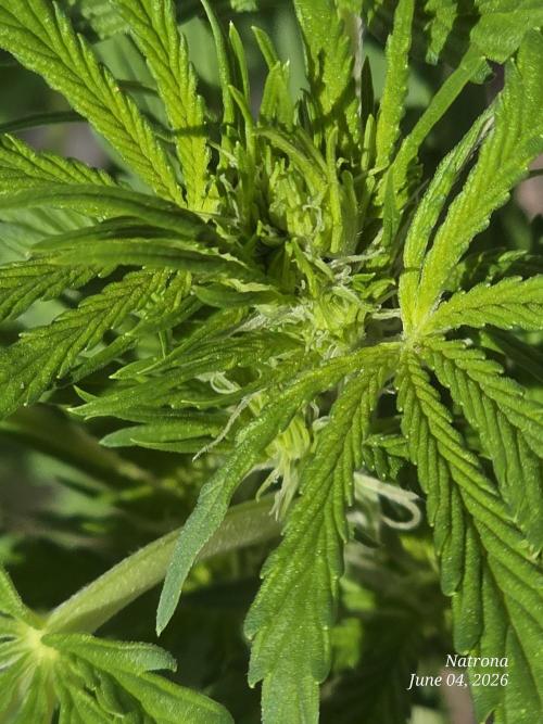 White Widow X Crystal Meth Outside 2026. Week 5