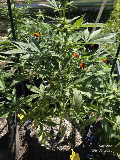 Amnesia auto Outside 2026 SeedSupreme. Week 5