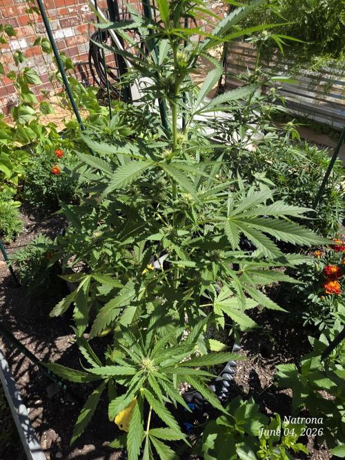 Amnesia auto Outside 2026 SeedSupreme. Week 5