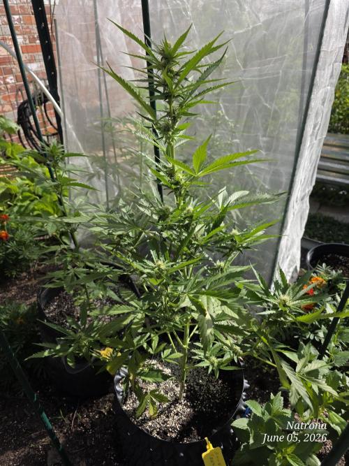 Amnesia auto Outside 2026 SeedSupreme. Week 5