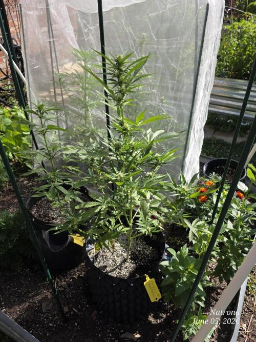 Amnesia auto Outside 2026 SeedSupreme. Week 5