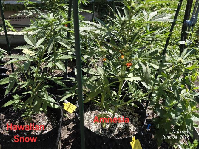 Whorled Phyllotaxy-Hawaiian Snow auto. Week 4