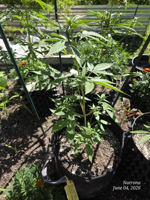 Whorled Phyllotaxy-Hawaiian Snow auto. Week 4