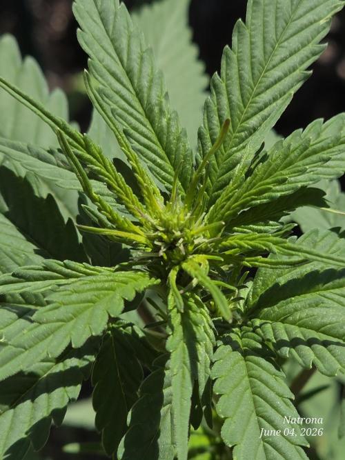 Whorled Phyllotaxy-Hawaiian Snow auto. Week 4