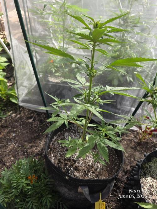 Whorled Phyllotaxy-Hawaiian Snow auto. Week 4