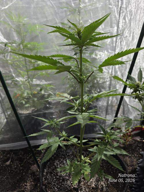 Whorled Phyllotaxy-Hawaiian Snow auto. Week 4