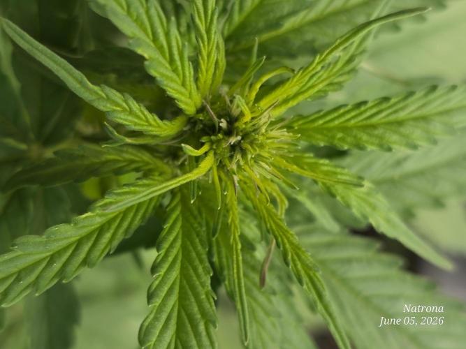 Whorled Phyllotaxy-Hawaiian Snow auto. Week 4
