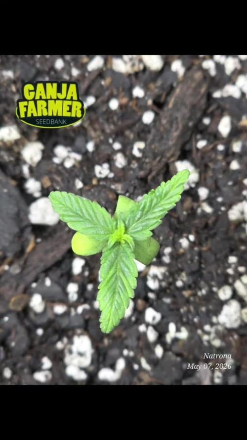 Whorled Phyllotaxy-Hawaiian Snow auto