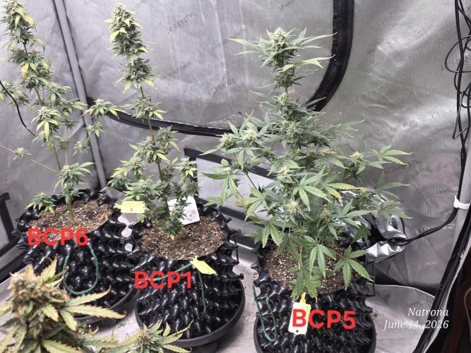 Black Cherry Punch auto -Pyramid Seeds. Week 9