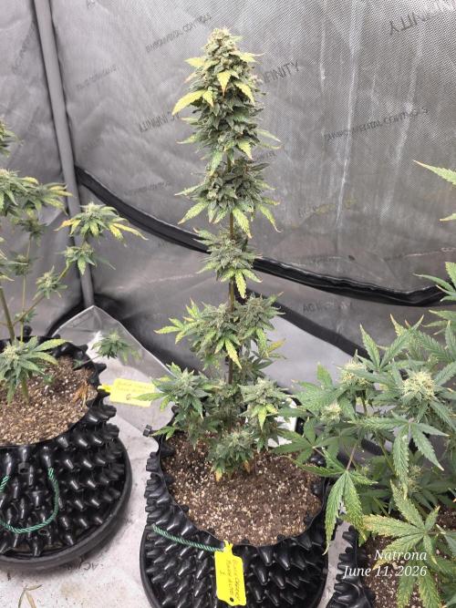 Black Cherry Punch auto -Pyramid Seeds. Week 9