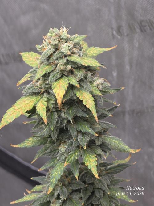 Black Cherry Punch auto -Pyramid Seeds. Week 9