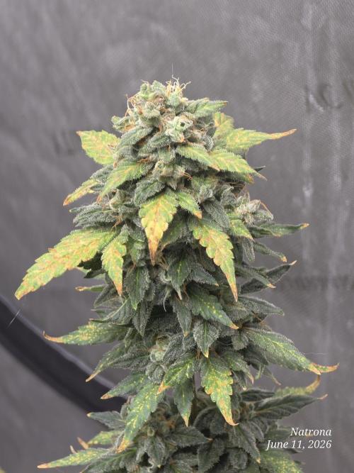 Black Cherry Punch auto -Pyramid Seeds. Week 9