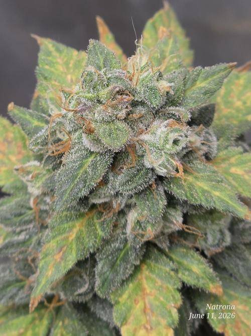 Black Cherry Punch auto -Pyramid Seeds. Week 9