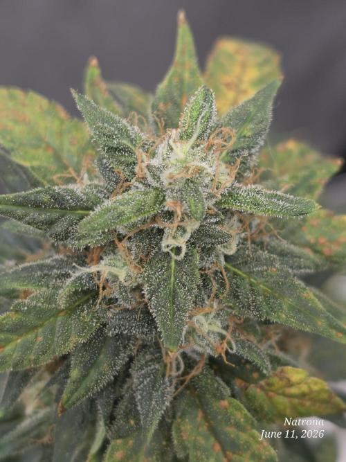 Black Cherry Punch auto -Pyramid Seeds. Week 9