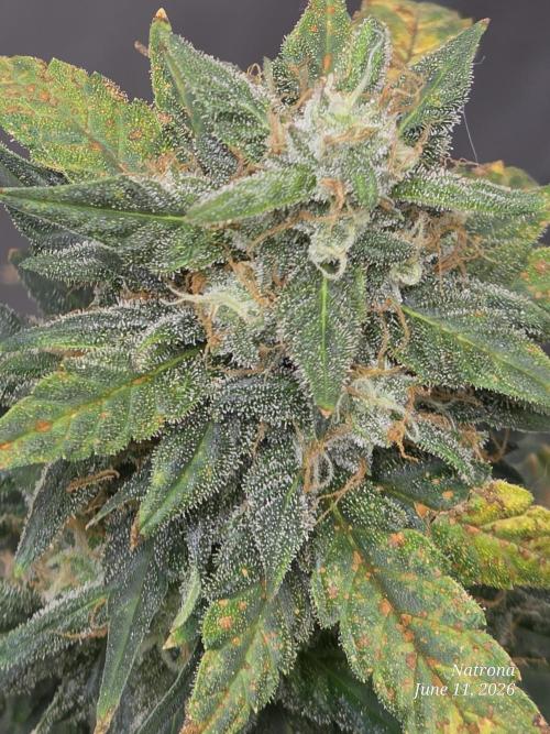 Black Cherry Punch auto -Pyramid Seeds. Week 9