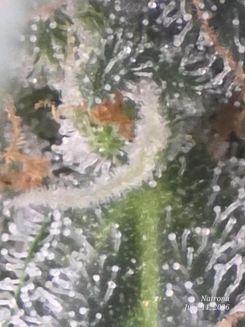 Black Cherry Punch auto -Pyramid Seeds. Week 9