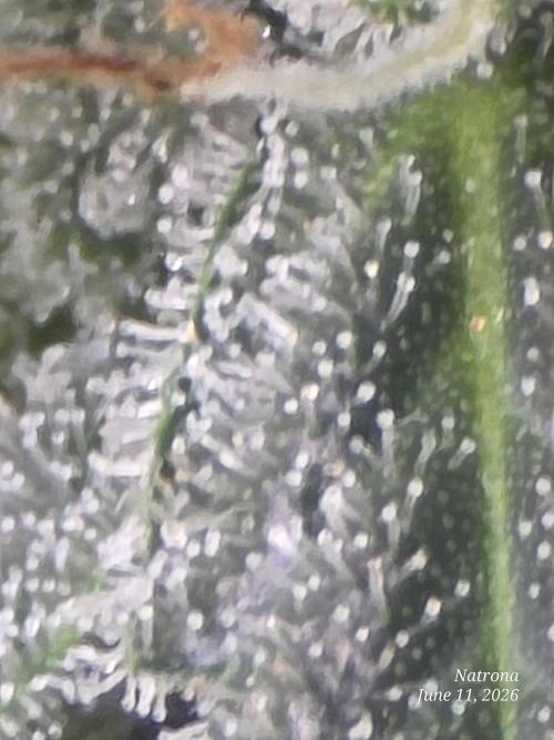 Black Cherry Punch auto -Pyramid Seeds. Week 9