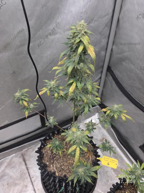 Black Cherry Punch auto -Pyramid Seeds. Week 9