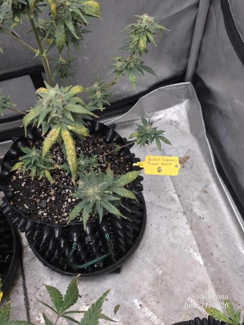 Black Cherry Punch auto -Pyramid Seeds. Week 9