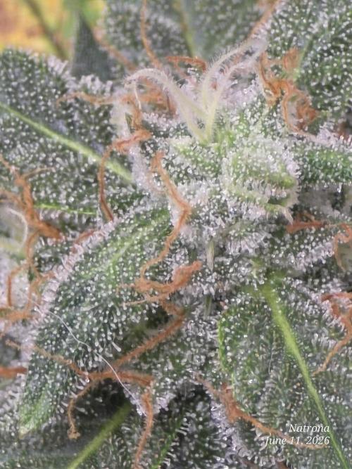 Black Cherry Punch auto -Pyramid Seeds. Week 9