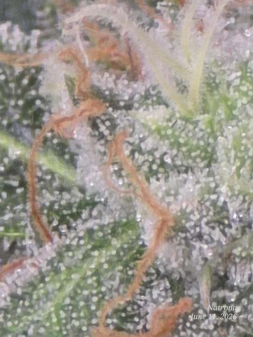 Black Cherry Punch auto -Pyramid Seeds. Week 9