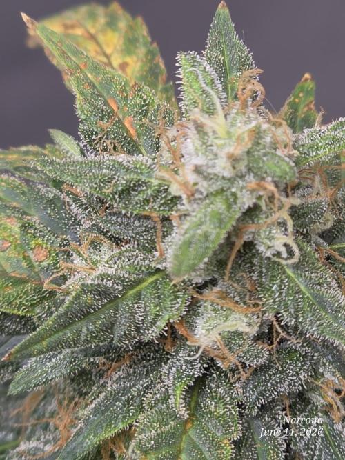Black Cherry Punch auto -Pyramid Seeds. Week 9