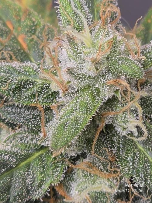 Black Cherry Punch auto -Pyramid Seeds. Week 9