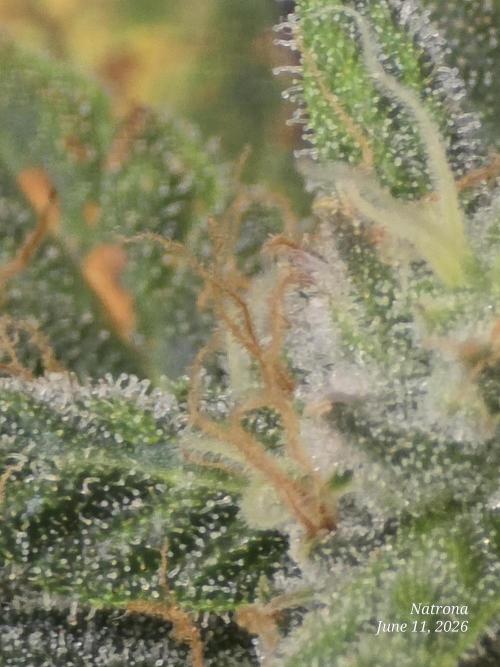 Black Cherry Punch auto -Pyramid Seeds. Week 9
