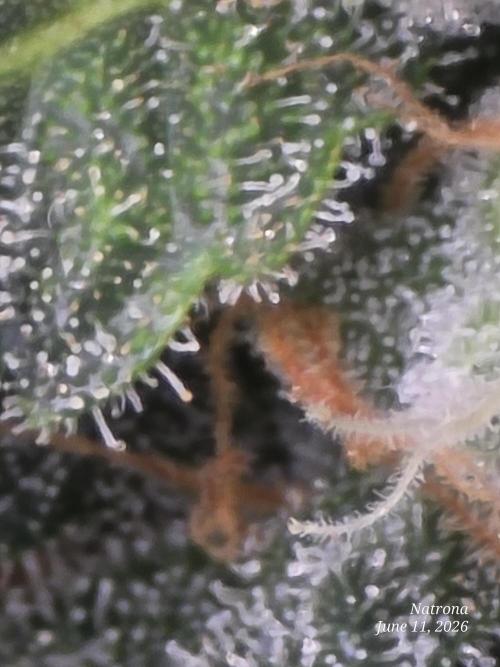 Black Cherry Punch auto -Pyramid Seeds. Week 9
