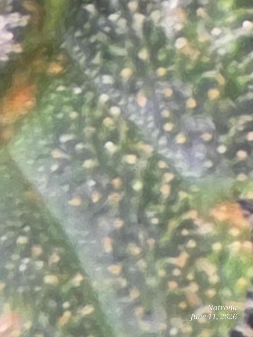 Black Cherry Punch auto -Pyramid Seeds. Week 9