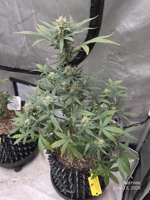 Black Cherry Punch auto -Pyramid Seeds. Week 9