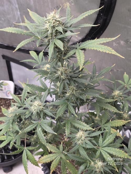 Black Cherry Punch auto -Pyramid Seeds. Week 9