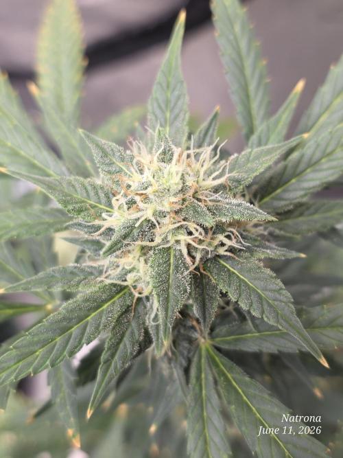 Black Cherry Punch auto -Pyramid Seeds. Week 9