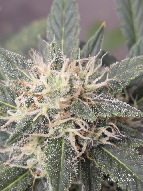 Black Cherry Punch auto -Pyramid Seeds. Week 9