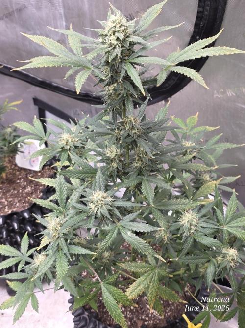 Black Cherry Punch auto -Pyramid Seeds. Week 9