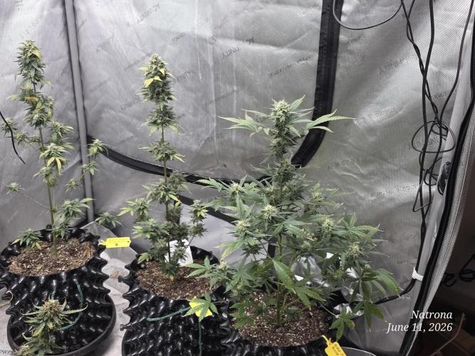 Black Cherry Punch auto -Pyramid Seeds. Week 9