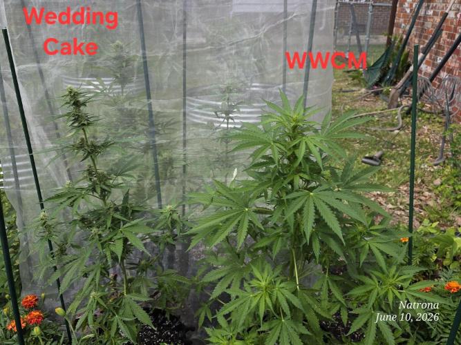 White Widow X Crystal Meth Outside 2026. Week 6