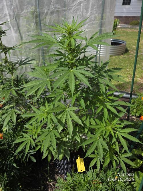 White Widow X Crystal Meth Outside 2026. Week 6