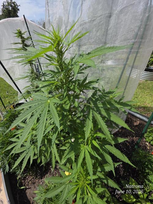 White Widow X Crystal Meth Outside 2026. Week 6