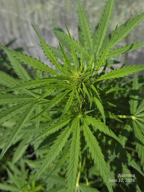 White Widow X Crystal Meth Outside 2026. Week 6