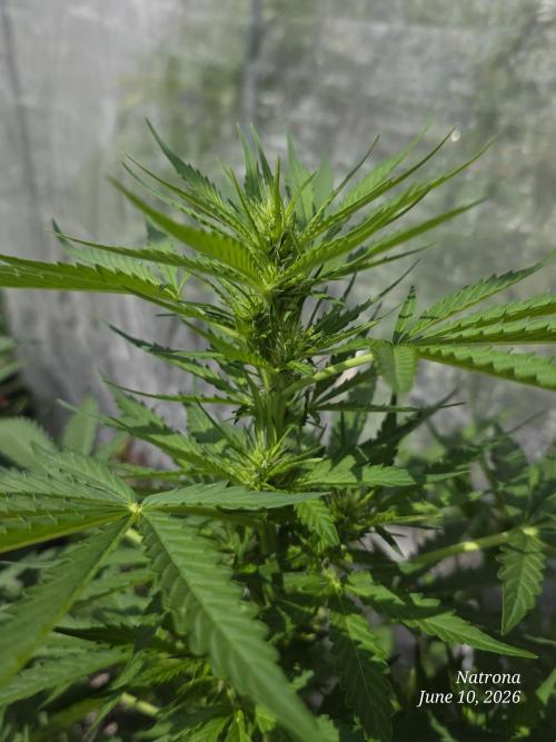 White Widow X Crystal Meth Outside 2026. Week 6