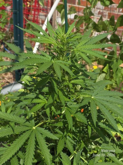 White Widow X Crystal Meth Outside 2026. Week 6