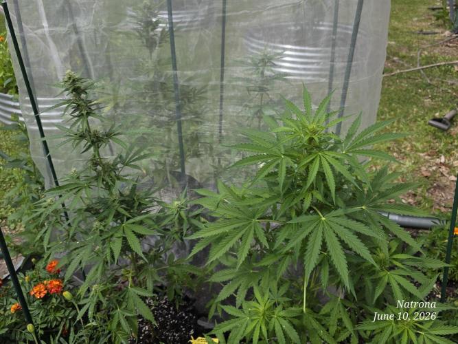 Wedding Cake auto  2026 Outside Grow. Week 3