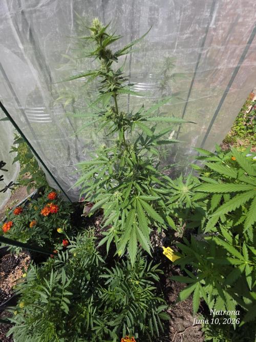 Wedding Cake auto  2026 Outside Grow. Week 3
